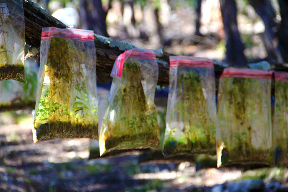 Way To Reforest The World,
Invention By Artist Dapacu,
"Forests in Zip Locs"
www.Reforest.US
Art Exhibit DiY Class.