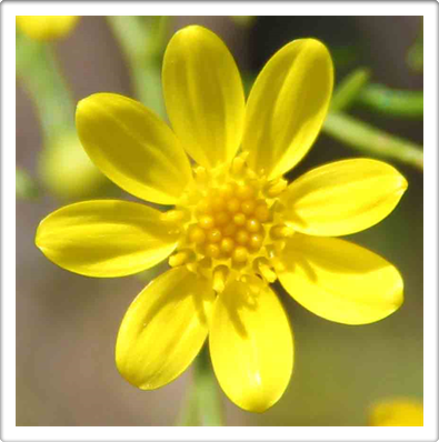 Texas Wildflower Art Museum Exhibition